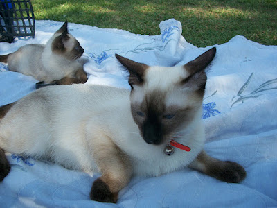 seal point siamese cat breeders