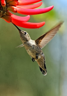 Google's Hummingbird Algorithm