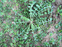 Sonchus+oleraceus. Plant Τα άγρια φαγώσιμα χόρτα της Ελλάδας!