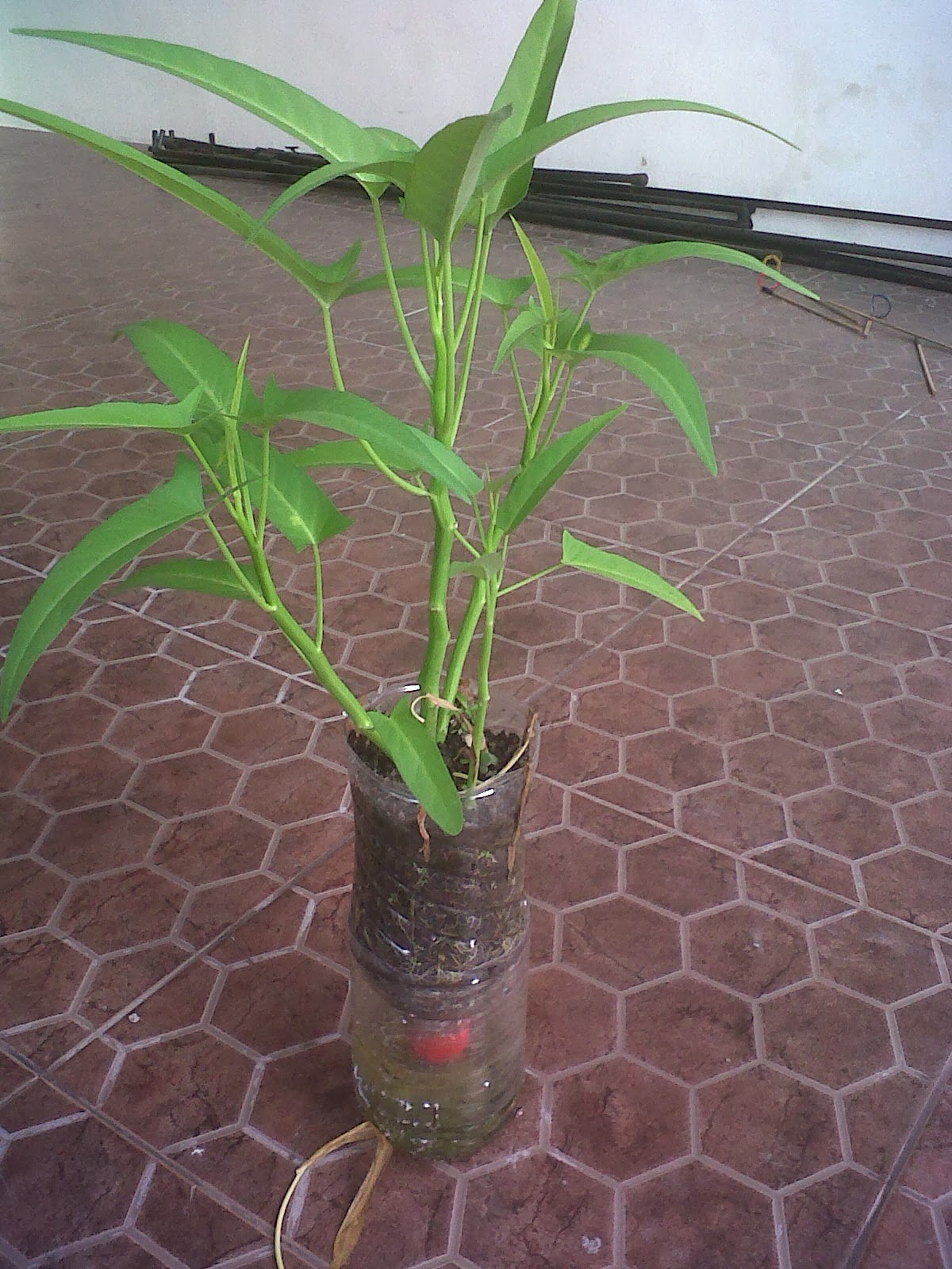 Kangkung Semi Hidroponik 