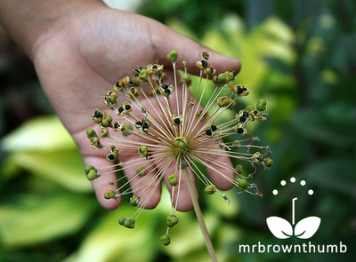 How to save Allium Seeds in the garden