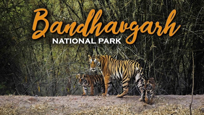 Bandhavgarh National Park: Unraveling the Wilderness