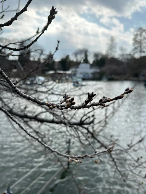七井橋から撮影した桜（2024年3月17日）