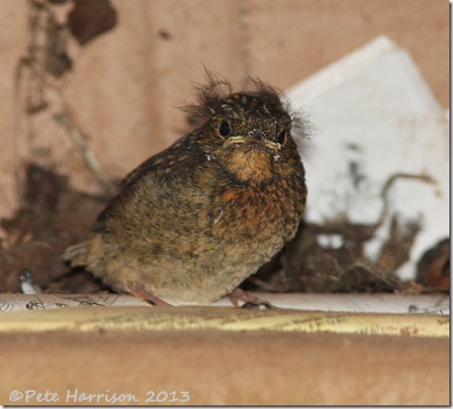 robin