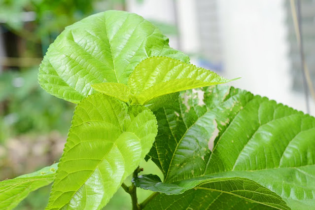 ຫມາກ​ເຟືອງ (Star Fruit) ຫມາກ​ຂຽບຕົ້ນ​ມອນ (ມອນ​ທີ່​ລ້ຽງ​ມ້ອນ) ຫມາກ​ສີ​ດາ ຕົ້ນ​ເຊີ​ລີ ຫມາກພິລາ ລະມຸດ ຫມາກນາວ