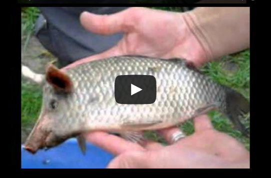 Blog Sensasi: #PELIK :Ikan Berkepala Khinzir Ditemui