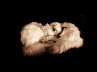 Birman Cat Wallpaper