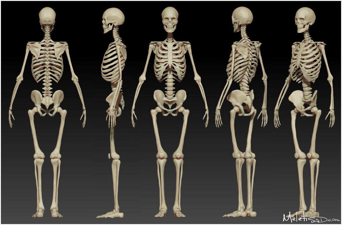 Pras Academy SMP Fungsi Tulang dan Struktur Tulang Manusia