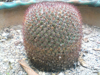 Mammillaria rhodantha ssp mccartenii, cactus, biznaga
