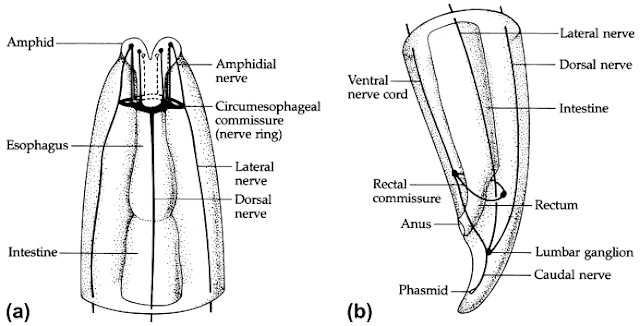 Anatomi dan Morfologi Nematoda, Kutikula nematoda, Hipodermis nematoda, otot nematoda, Sistem Pencernan Nematoda, Sistem Syaraf Nematoda, Sistem Ekskresi Nematoda, Sistem Reproduksi, Sistem reproduksi jantan pada nematoda, Sistem reproduksi betina pada nematoda, Molting nematoda, Larva nematoda, Larva Rhabditiform, Larva Filariform, Microfilaria, Fisiologi Nematoda