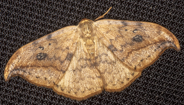 Pebble Hook-tip, Drepana falcataria.  Sevenoaks Wildlife Reserve, 26 August 2017.