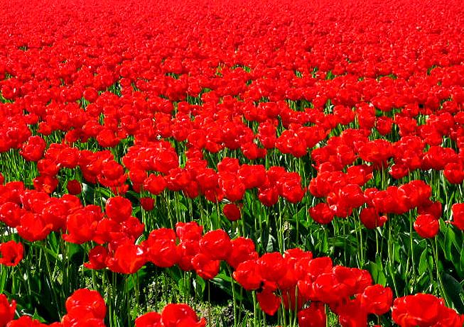 types of flowers download Red Field Flowers | 653 x 461