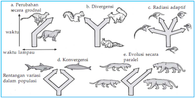 Catatan prestasi Guru Biologi: Petunjuk Evolusi