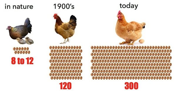 لماذا يتوقف الدجاج عن وضع البيض لفترات قد تصل لأسابيع أحيانًا؟