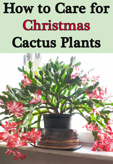 How to Care for Christmas Cactus Plants