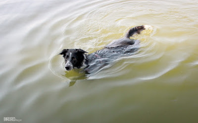 border collie dog swimming