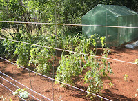 bhut jolokia,flowers,landscaping,bulbs, garden