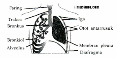  yang ada digunakan untuk mengeluarkan zat sisa hasil metabolisme Sistem Ekskresi Pada Manusia