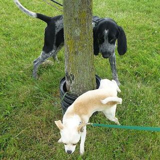 A small dog peeing on a tree while a larger black dog watches.