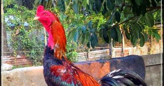 Pakar Ayam  Nusantara Keunggulan ayam  birma 