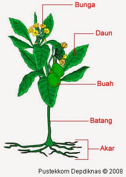 Penjelasan Lengkap Tentang Organ pada Tumbuhan dan 