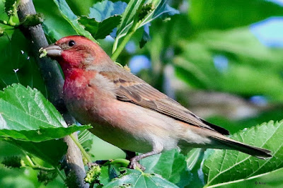 "Common Rosefinch -male, feeding on mulberries."