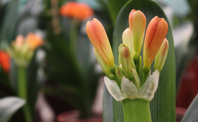 Bush Lily Flowers Pictures