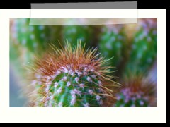 Cactus in Our Yard