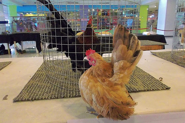 a Serama Chicken on display at at J-Mall, Mandaue City, Cebu