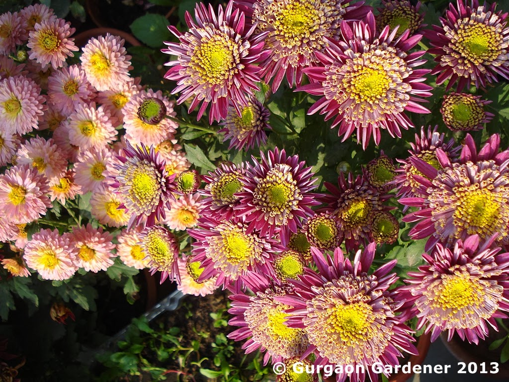 Gurgaon Gardener: Chrysanthemum, Garden Mums or Mums