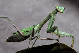 praying mantis