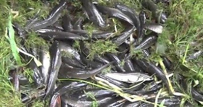 Bibit Ikan Gabus Siap Jual