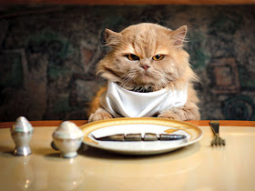 kucing-makan-lucu kucing makan lucu