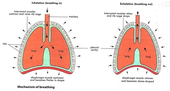Diagram illustration of breathing mechanism, Inhalation and Exhalation