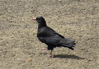 Red-billed Chough