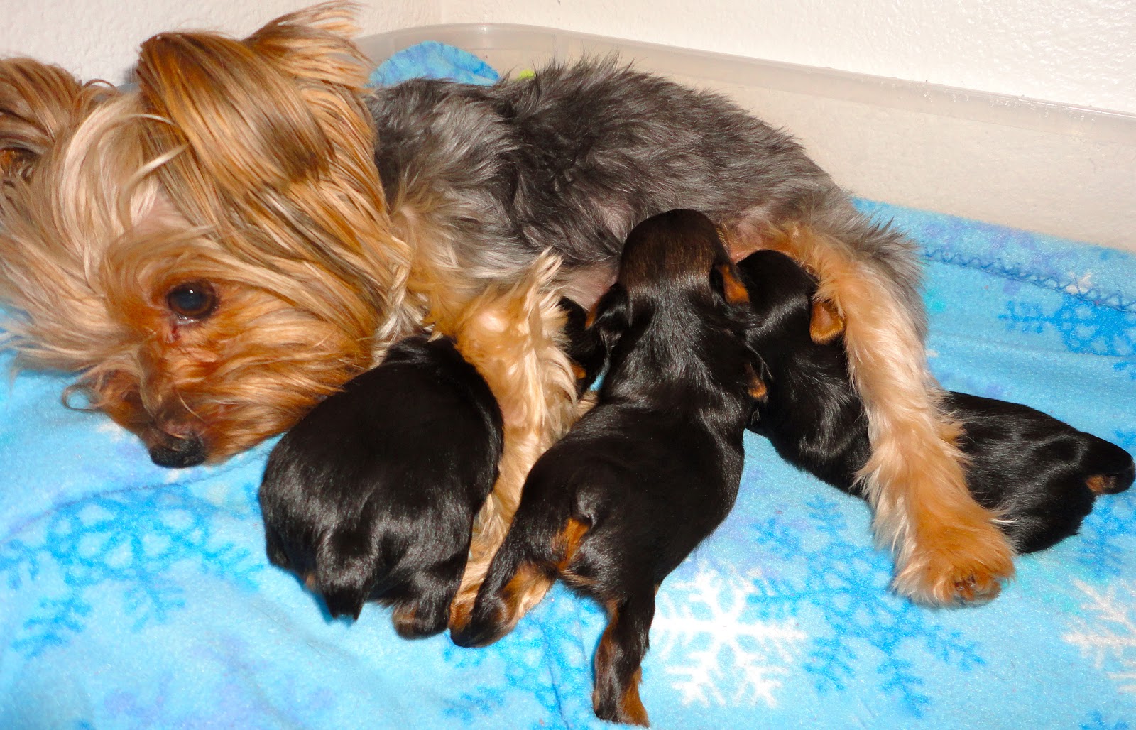Courtney's AKC Yorkies: Lexi's Puppies (2 1/2 weeks old)