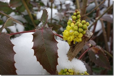 ヒイラギメギ、 学名：Mahonia aqnifolium、英名：Oregon grape root