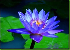 Blue Lotus
