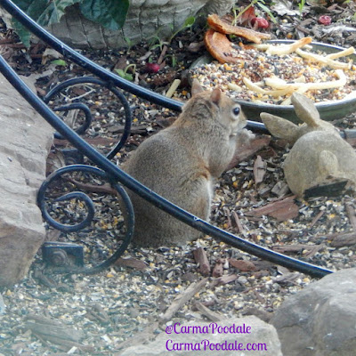 Tail less squirrel eating fries