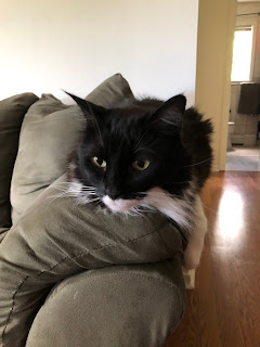 A cat sitting on a couch arm