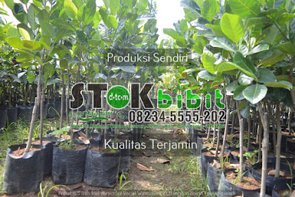 Seruni atau Bunga Krisan                                      bunga seruni berwarna kuning