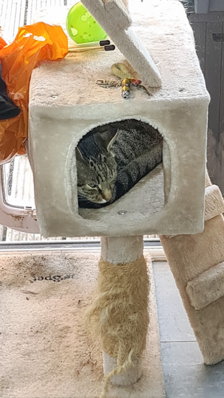 Domestic cat's sleeping place is covered and enclosed for a sense of security
