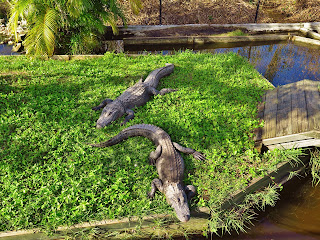 American Alligators in the rehabilitation center of Sawgrass Recreation Park, Florida, USA