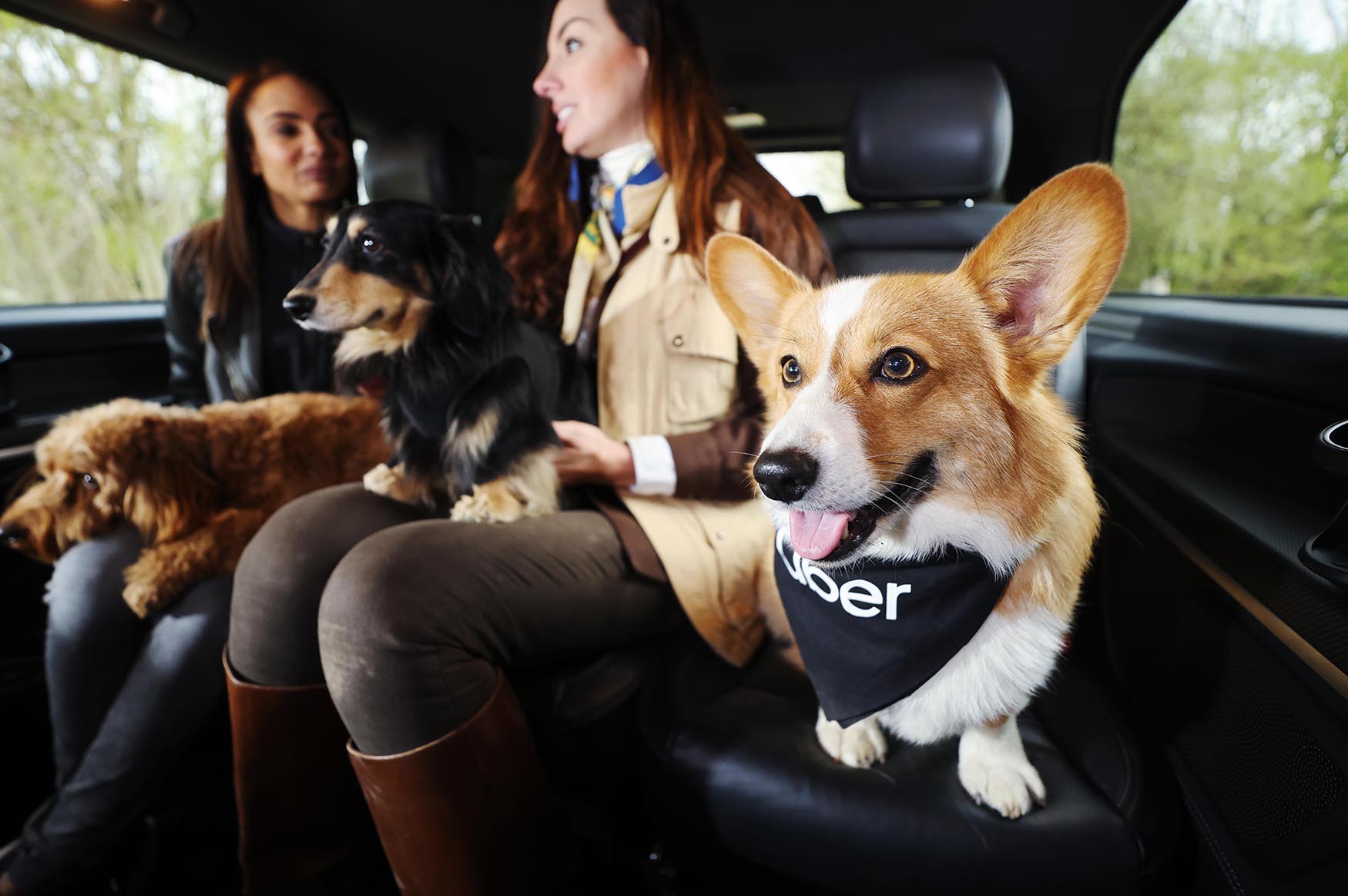 can you take dogs on uber