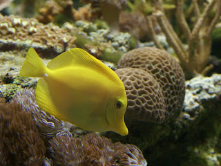 Chirurgien jaune - Zebrasoma flavescens - Acanthurus flavescens - Chirurgien voile jaune