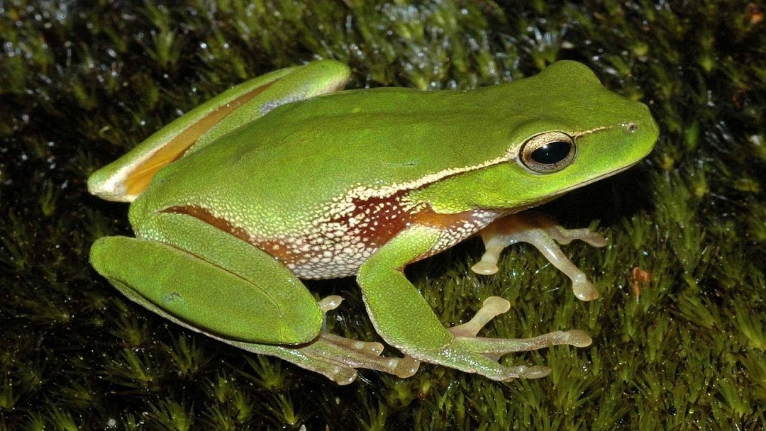 Frog HD Wallpaper 5