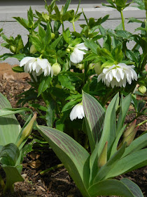 Harvington Double White hellebore Helleborus x hybridus by garden muses-not another Toronto gardening blog