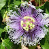 Kaurav pandav flower