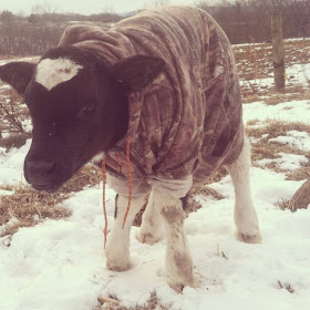 Funny animals of the week - 14 February 2014 (40 pics), baby cow wears sweater in the snowy day