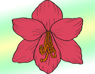 Amaryllis Drawing